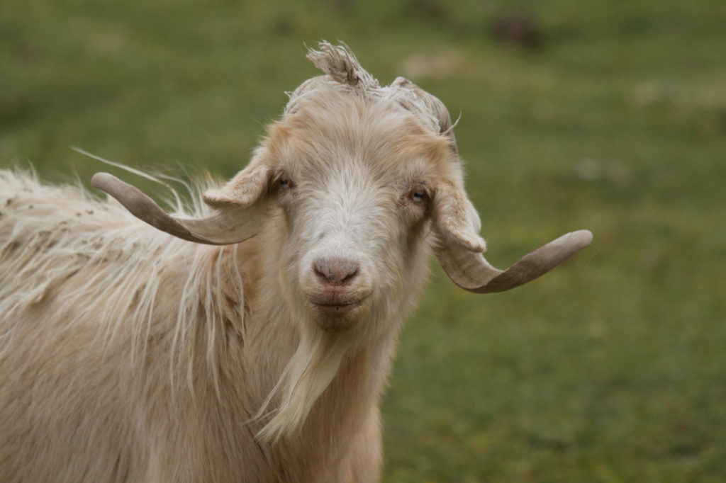 Pashmina Goat